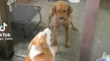 VIDEO VIRAL: Perritos se estaban peleando hasta que se abrió la puerta