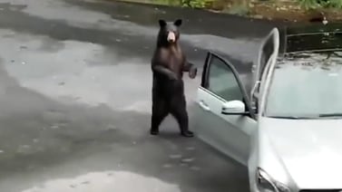 TikTok: Familia asusta a oso para que no se suba a su carro