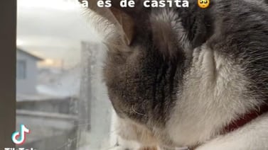 Joven comparte la historia de amor de su gatita y se vuelve viral en TikTok