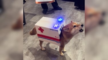 Perrito sorprende a las redes con su disfraz de ambulancia en Halloween