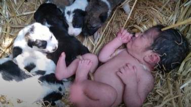 Cachorritos protegen del frío a bebé abandonado en el campo y se viral