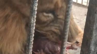 VIDEO VIRAL: Gatito se mete a la jaula de un león y se pone a comer con él