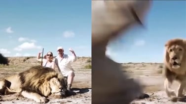 VIDEO: León se venga de cazadores que abatieron a su "hermano"; Así fue el aterrador momento