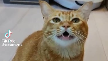 VIDEO VIRAL: Gato impresiona en TikTok al cantar junto a su dueño