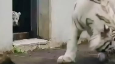 Cachorro de tigre enternece en TikTok al dar gran susto a su madre