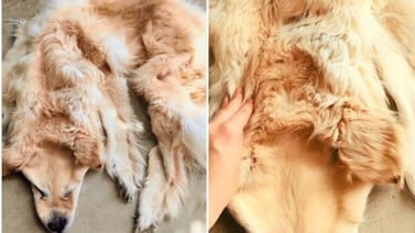 VIDEO: Critican a familia que convirtió en alfombra a su perro golden retriever