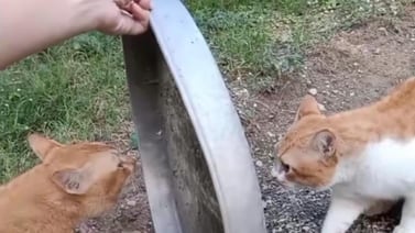 VIDEO VIRAL: Gatitos dejan de pelear solo por una tapadera