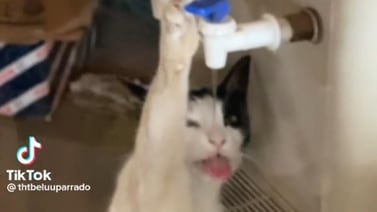 TikTok: Joven descubre a su gato tomando agua del dispensador