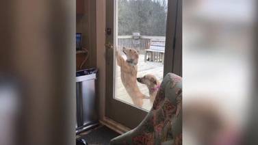 Perrito sorprende a internautas al lograr abrir la puerta de su casa con su patita