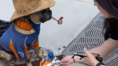 VIDEO VIRAL: Perrito cobra por dar la patita para saludar