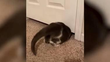 VIDEO VIRAL: Gatita logra deslizarse justo por de bajo de una puerta cerrada