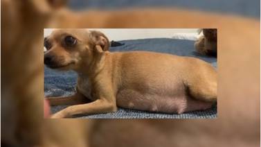 Emotivo video de una chihuahua embarazada se vuelve viral por las tiernas pataditas de sus cachorros