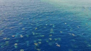 ¡Impresionante! Captan a más de 64 mil tortugas marinas en isla de Australia