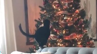 Gatito se vuelve viral en TikTok al tirar el árbol de navidad de su familia