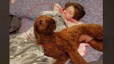 VIRAL: Perro se pone peligroso al proteger a una niña mientras duerme