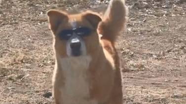 VIDEO VIRAL: Captan a perrito con lentes caminado con estilo en las calles de Sonora