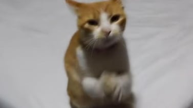 VIDEO VIRAL: Joven graba a su gatita bailando con canción de reguetón
