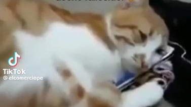 TikTok: Gatito llora al ver un video de su dueño muerto
