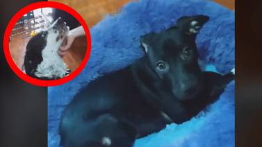 VIDEO: Perrito se encela y hace berrinche porque no le compraron una cama