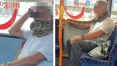 VIRAL: Hombre utiliza una serpiente como cubrebocas en autobús y deja a todos en shock