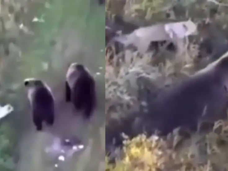 VIDEO: Un husky se hace amigo de una manada de osos mientras su familia lo busca. 