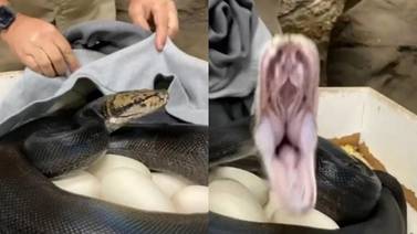 VIDEO VIRAL: Serpiente intenta atacar a camarógrafo para proteger a sus huevos 