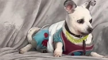 VIDEO VIRA: Así reaccionó este perrito al escuchar la alerta sísmica