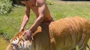 VIDEO VIRAL: Hombre rasca detrás de las orejas a un tigre y así fue como reaccionó