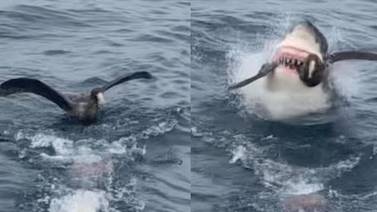 VIDEO VIRAL: Tiburón caza a un ave que se encontraba en la superficie del mar