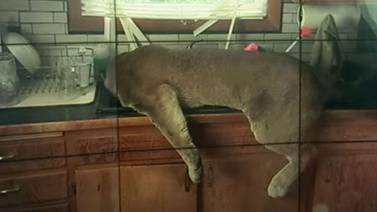 Puma irrumpe en casa y termina inconsciente en lavaplatos
