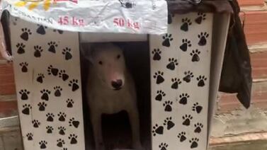 VIDEO VIRAL: Así reaccionó este perrito al ver la lluvia por primera vez