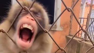 VIDEO VIRAL: Simio se molesta y le arrebata la comida de la mano a un hombre 