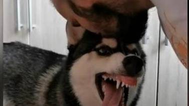 VIDEO VIRAL: Así es la divertida reacción de este perrito cuando su dueño lo besa
