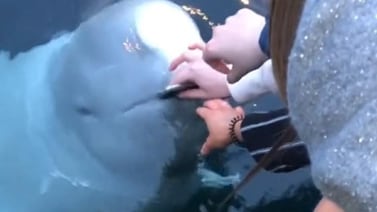 TikTok: Beluga devuelve celular del fondo del mar