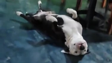 VIDEO VIRAL: Perrito “finge desmayo” para que le den comida