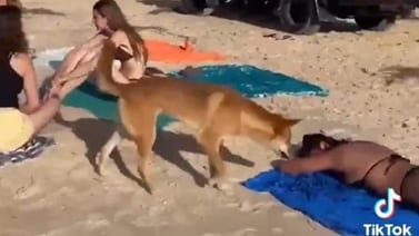 TikTok: Joven es mordida por un perro mientras tomaba el sol en la playa