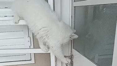 Gatito se vuelve viral en TikTok por su técnica para abrir la puerta