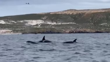 Increíble avistamiento: Orcas hacen una rara aparición en las Islas del Canal de California