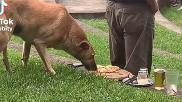 TikTok: Hombre se descuida y un perrito le roba su pizza