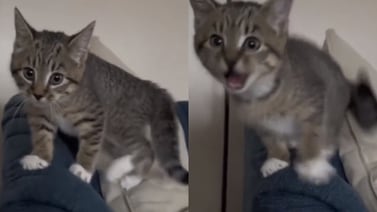 Viral: Gatito que fue criado entre perros LADRA y sorprende a los usuarios de redes sociales