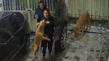 VIDEO: Perrito le roba el elote a su dueña en un adorable acto de travesura