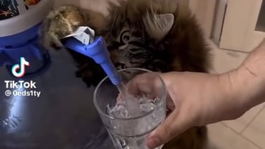 TikTok: Gatito ayuda a su dueño a servirse agua