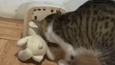 VIDEO VIRAL: Gatito comparte de sus croquetas con su osito de peluche