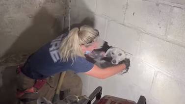 VIDEO VIRAL: Bombera rescata a perrita tras quedar atorada en la pared durante 5 días