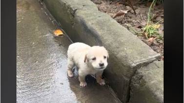 Conmoción viral por video de perrito perdido bajo la lluvia: ¿indiferencia o solidaridad?