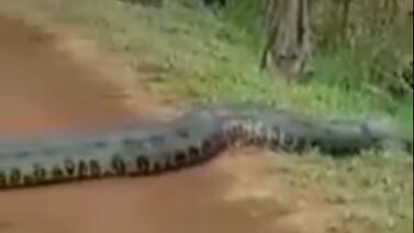 VIDEO: Estudiantes captan a una terrorífica anaconda de más de 6 metros cruzando la calle