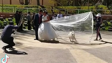 TikTok: Perrito arruina sesión de fotos y se lleva el velo de la novia