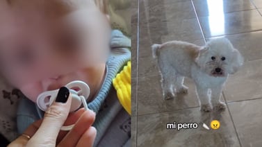 ¡Como todo un guardián!: Perrito juzga a su dueña por dejar llorar a su bebé