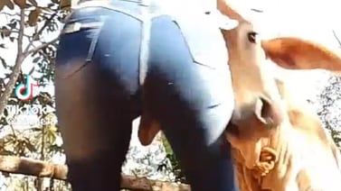 Mujer recibe fuerte golpe de una vaca mientras grababa un TikTok