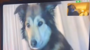 TikTok: Perritos hacen videollamada y esta fue su reacción